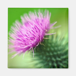 Paarse heistbloem Magnet Magneet