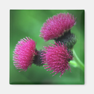 Paarse heistbloem Magnet Magneet