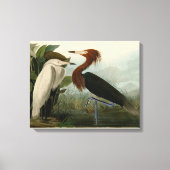 Paarse Heron Audubon-vogelschilderij Canvas Afdruk (Voorkant)