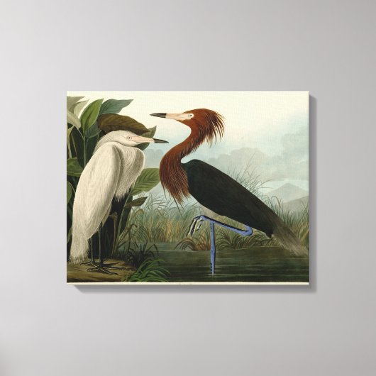 Paarse Heron Audubon-vogelschilderij Canvas Afdruk (Voorkant)
