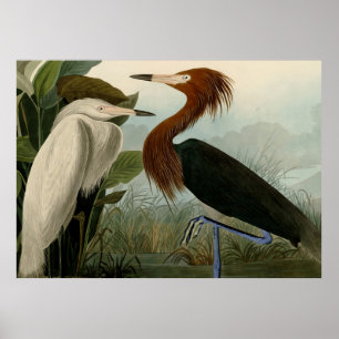 Paarse Heron Audubon-vogelschilderij Poster