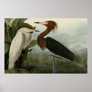 Paarse Heron Poster