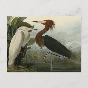 Paarse Heron - van de Amerikaanse vogels van Audub Briefkaart