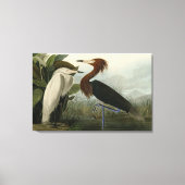 Paarse Heron - van de Amerikaanse vogels van Audub Canvas Afdruk (Voorkant)