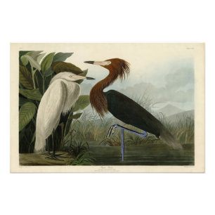Paarse Heron - van de Amerikaanse vogels van Audub Foto Afdruk
