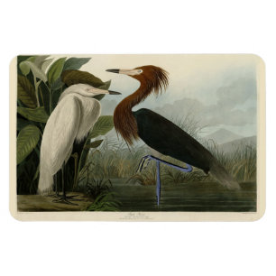 Paarse Heron - van de Amerikaanse vogels van Audub Magneet