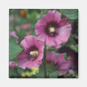 Paarse hibiscus bloemen magneet