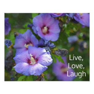 Paarse Hibiscus Tuinbloemen Motivatie Foto Afdruk