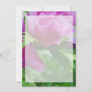 Paarse hisbiscus bloemen