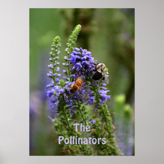 Paarse "HoneyBee" en "Bumblebee" Pollinators Poster (Voorkant)
