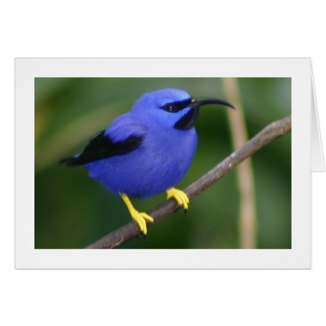 Paarse Honeycreeper (Voorkant Horizontaal)