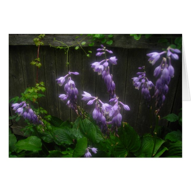 Paarse Hosta Florets (Voorkant Horizontaal)