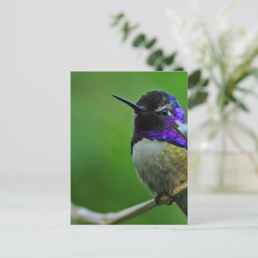 Paarse Hummingbird Briefkaart (Staand voorkant)