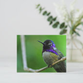 Paarse Hummingbird Briefkaart (Staand voorkant)
