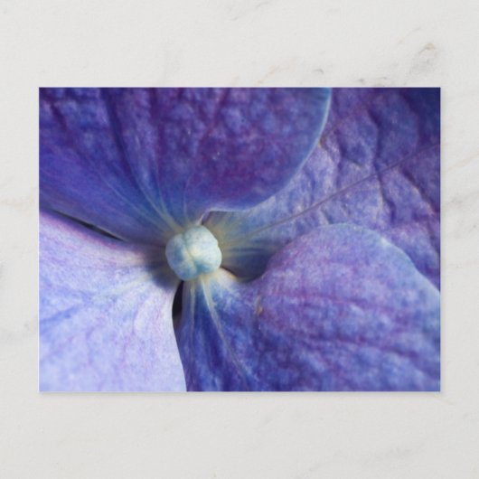 Paarse Hydrangea Evenement en Trouw Aankondiging (Voorkant)