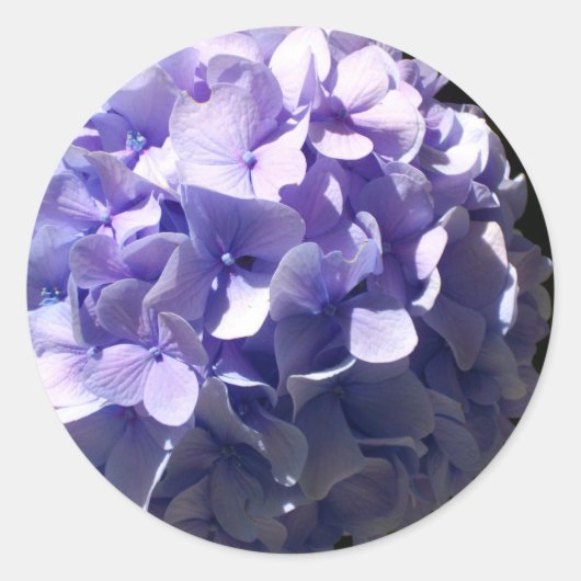 Paarse Hydrangea Ronde Sticker (Voorkant)