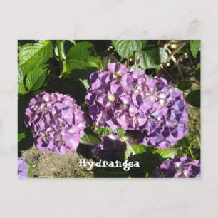 Paarse Hydrangea Schakeringen Briefkaart