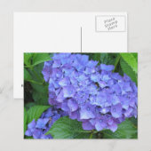 Paarse hydrangeas briefkaart (Voorkant / Achterkant)