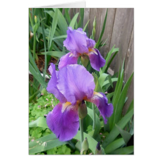 Paarse Iris