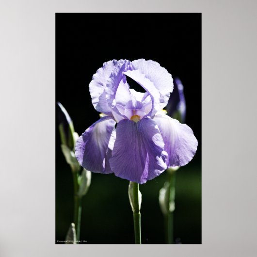 Paarse Iris 8393 Afdrukken Poster (Voorkant)