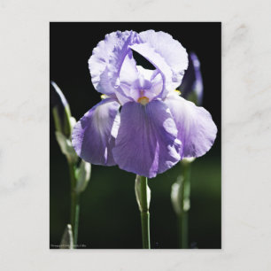 Paarse Iris 8393 Briefkaart