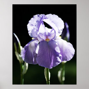 Paarse Iris 8393 Print