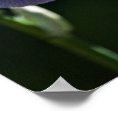 Paarse Iris 8393 Print (Hoek)