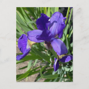 Paarse Iris Bloem Foto  Briefkaart