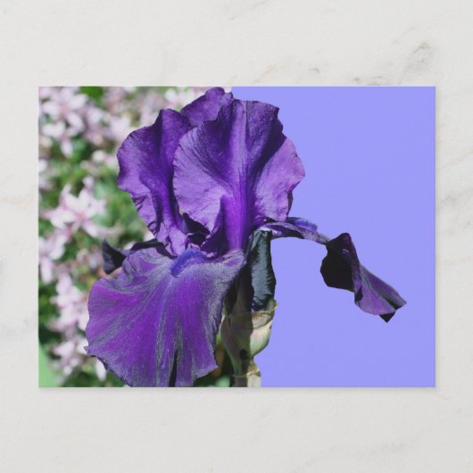 Paarse iris bloem foto Briefkaart (Voorkant)
