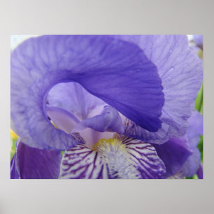 Paarse Iris Bloem kunstposter Bloemennatuurprints Poster