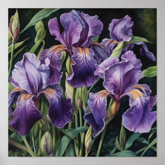 Paarse Iris Bloem Kunstprint Poster (Voorkant)