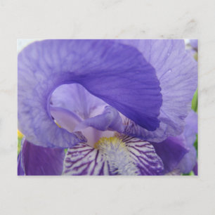 Paarse Iris Bloemen ansichtkaarten Irissen natuur Briefkaart