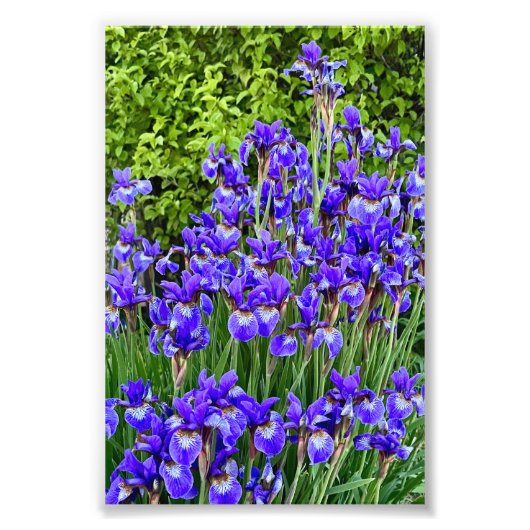 Paarse iris bloemen bij de stoep foto afdruk (Voorkant)