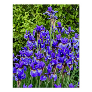 Paarse iris bloemen bij de stoep perfect poster