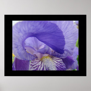 Paarse Iris Bloemen kunstprinten Irissen Bloem Poster