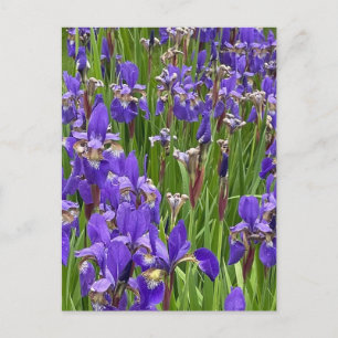 Paarse Iris Bloemen Natuur Planten Fotografie Briefkaart