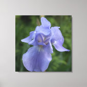 Paarse Iris bloemendoek Print (Voorkant)