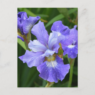 Paarse iris briefkaart