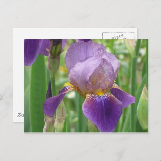 Paarse Iris Briefkaart (Voorkant / Achterkant)