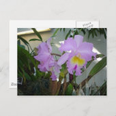 Paarse Iris Briefkaart (Voorkant / Achterkant)