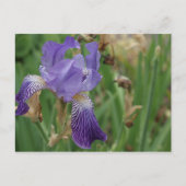 Paarse Iris Briefkaart (Voorkant)
