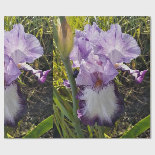 Paarse Iris bruinbloemen Lavender Lila Beared Cadeaupapier (Vlak)
