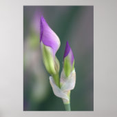 Paarse Iris Bud [L] Poster (Voorkant)