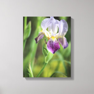 Paarse Iris Canvas Afdruk