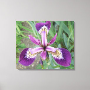 Paarse Iris Canvasprint Canvas Afdruk