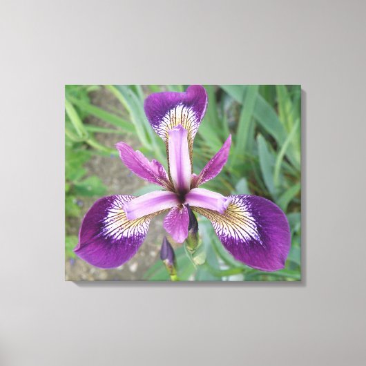 Paarse Iris Canvasprint Canvas Afdruk (Voorkant)