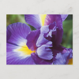 paarse iris dichtbij briefkaart