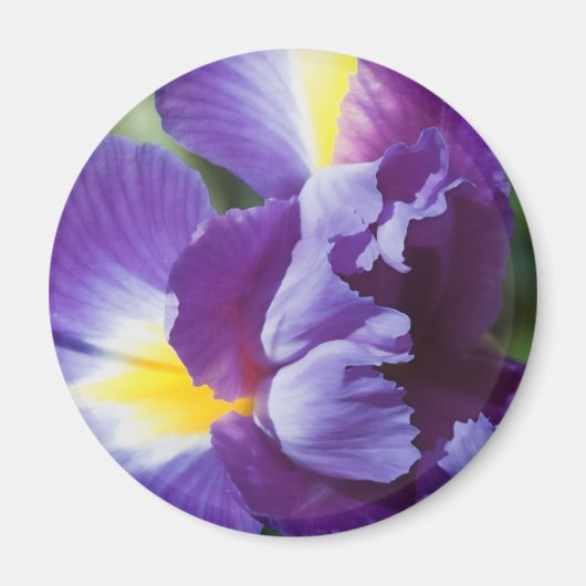 paarse iris dichtbij magneet (Voorkant)