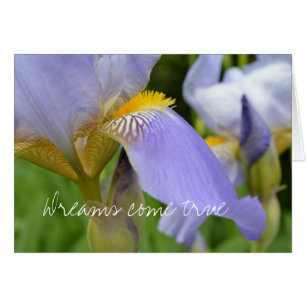 Paarse Iris-Dreams komen uit