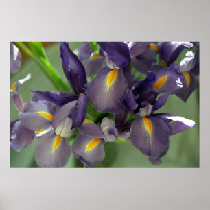 Paarse Iris Flowers Poster Art Print